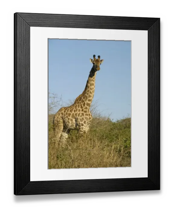 Framed Print : Africa, South Africa Framed Print : Africa, South Africa