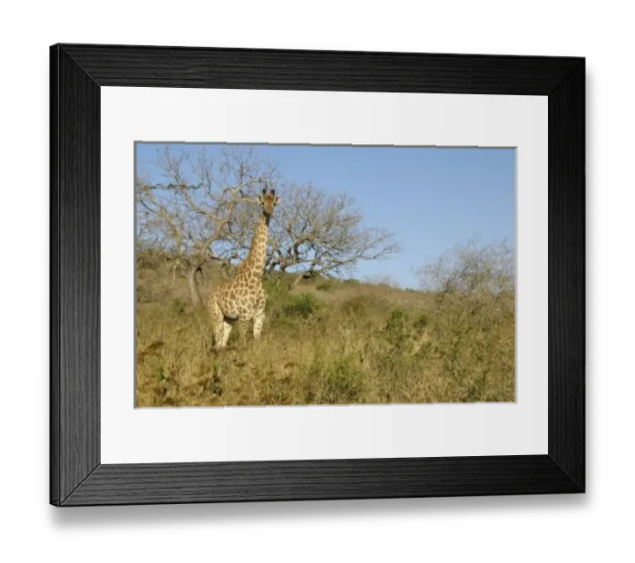 Framed Print : Africa, South Africa Framed Print : Africa, South Africa