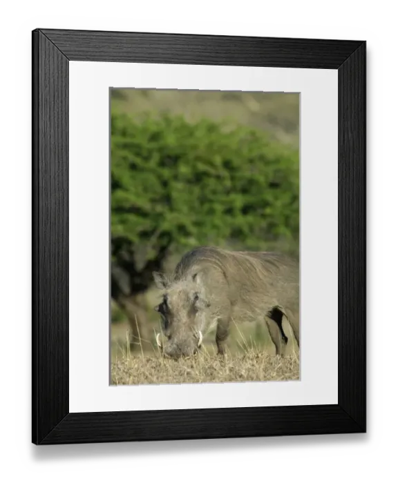 Framed Print : Africa, South Africa Framed Print : Africa, South Africa