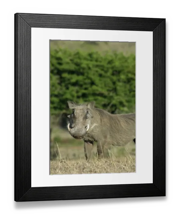 Framed Print : Africa, South Africa Framed Print : Africa, South Africa