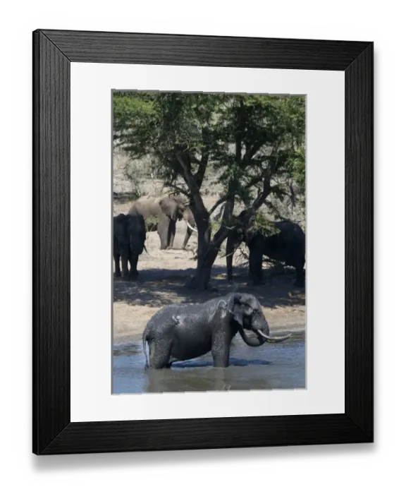 Framed Print : Africa, South Africa, KwaZulu Natal, Westville, elephants in Tembe Elephant Park (RF) Framed Print : Africa, South Africa, KwaZulu Natal, Westville, elephants in Tembe Elephant Park (RF)