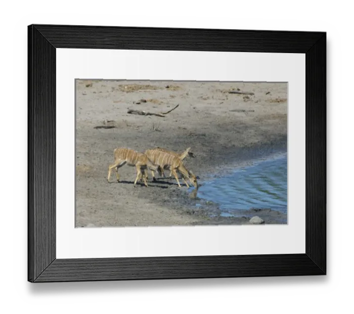 Framed Print : Africa, South Africa Framed Print : Africa, South Africa