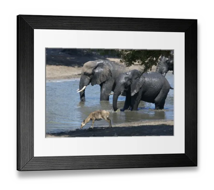 Framed Print : Africa, South Africa, KwaZulu Natal, Westville, nyala and elephant in Tembe Elephant Park Framed Print : Africa, South Africa, KwaZulu Natal, Westville, nyala and elephant in Tembe Elephant Park