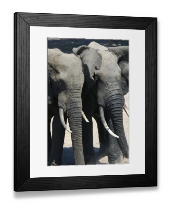Framed Print : Africa, South Africa, KwaZulu Natal, Westville, elephants in Tembe Elephant Park (RF) Framed Print : Africa, South Africa, KwaZulu Natal, Westville, elephants in Tembe Elephant Park (RF)