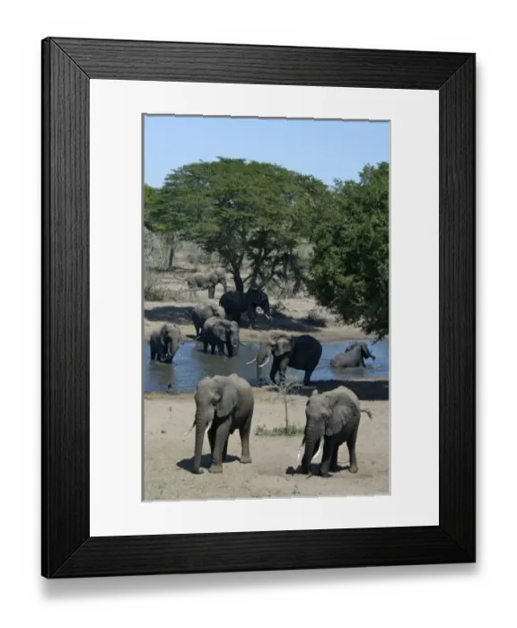 Framed Print : Africa, South Africa, KwaZulu Natal, Westville, elephants in Tembe Elephant Park (RF) Framed Print : Africa, South Africa, KwaZulu Natal, Westville, elephants in Tembe Elephant Park (RF)