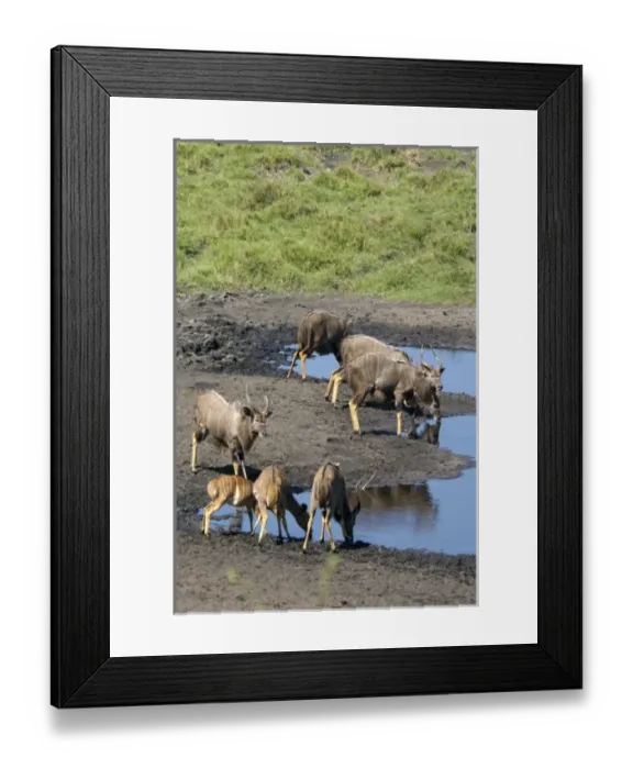 Framed Print : Africa, South Africa Framed Print : Africa, South Africa