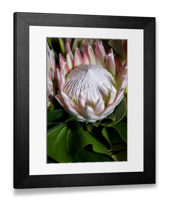 Framed Print : Africa, South Africa, KwaZulu Natal, Umhlanga Rocks, Queen Protea flowers Framed Print : Africa, South Africa, KwaZulu Natal, Umhlanga Rocks, Queen Protea flowers