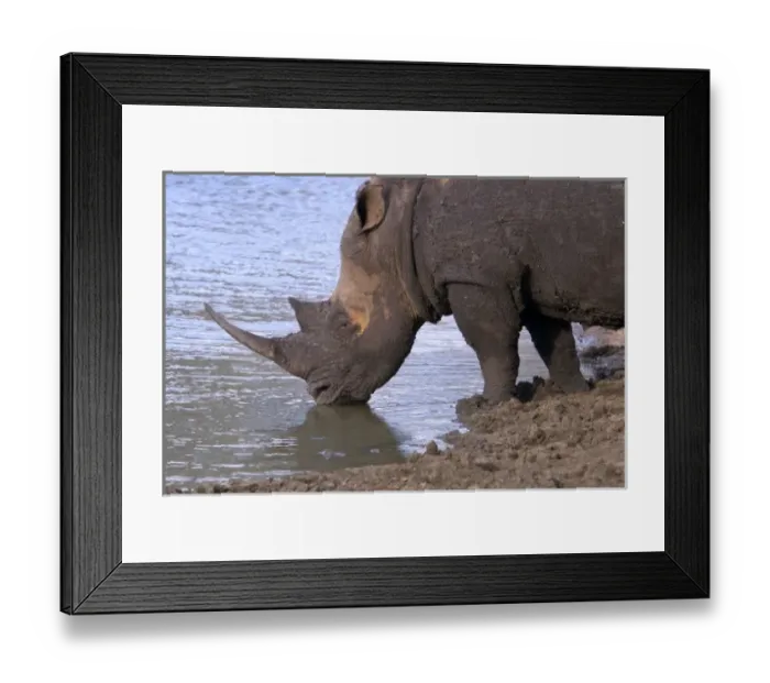 Framed Print : Africa, South Africa, KwaZulu Natal, Hluhluwe, White rhino in Zulu Nyala Game Reserve Framed Print : Africa, South Africa, KwaZulu Natal, Hluhluwe, White rhino in Zulu Nyala Game Reserve