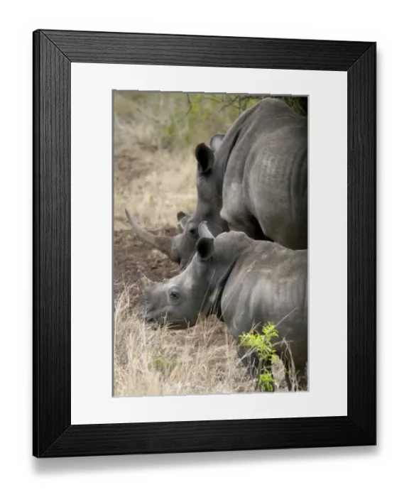 Framed Print : Africa, South Africa