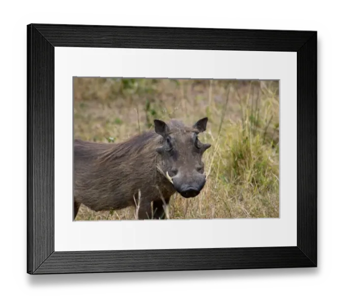 Framed Print : Africa, South Africa Framed Print : Africa, South Africa