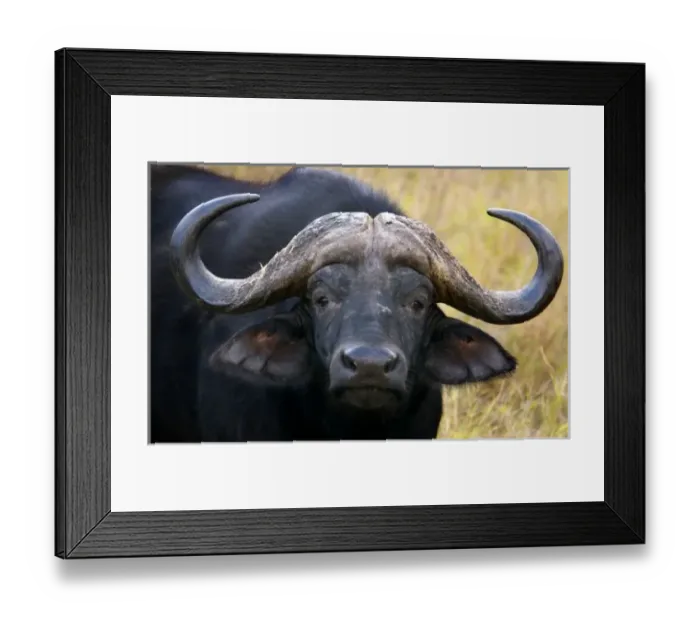 Framed Print : Africa, South Africa, KwaZulu Natal, Hluhluwe, Zulu Nyala Game Reserve, Cape Buffalo Framed Print : Africa, South Africa, KwaZulu Natal, Hluhluwe, Zulu Nyala Game Reserve, Cape Buffalo