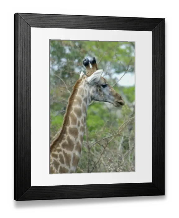 Framed Print : Africa, South Africa Framed Print : Africa, South Africa