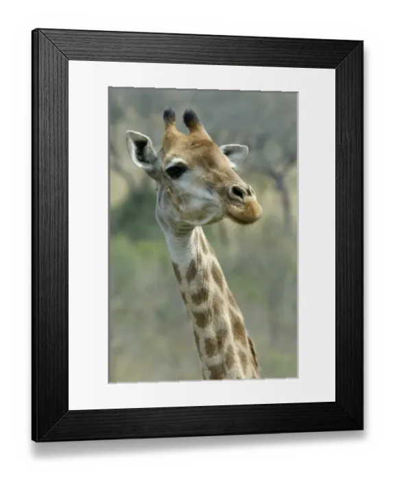 Framed Print : Africa, South Africa