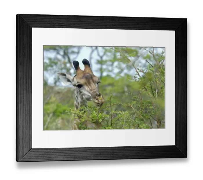 Framed Print : Africa, South Africa, KwaZulu Natal, Hluhluwe, Giraffe in Hluhluwe Umfolozi National Park Framed Print : Africa, South Africa, KwaZulu Natal, Hluhluwe, Giraffe in Hluhluwe Umfolozi National Park