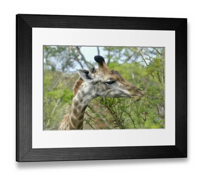 Framed Print : Africa, South Africa Framed Print : Africa, South Africa