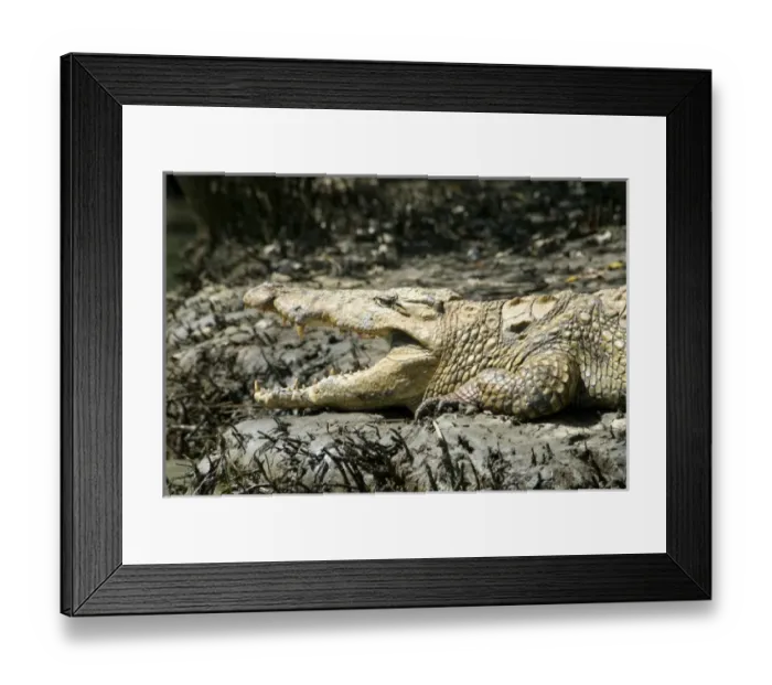 Framed Print : Africa, South Africa, KwaZulu Natal, Greater St Lucia Wetland Park, iSimangaliso Wetlands Park Framed Print : Africa, South Africa, KwaZulu Natal, Greater St Lucia Wetland Park, iSimangaliso Wetlands Park