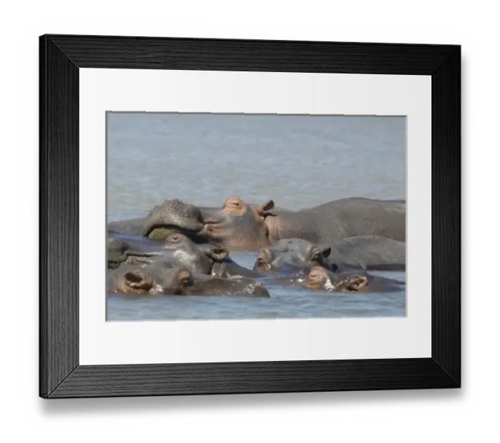 Framed Print : Africa, South Africa, KwaZulu Natal, Greater St Lucia Wetland Park, iSimangaliso Wetlands Park Framed Print : Africa, South Africa, KwaZulu Natal, Greater St Lucia Wetland Park, iSimangaliso Wetlands Park