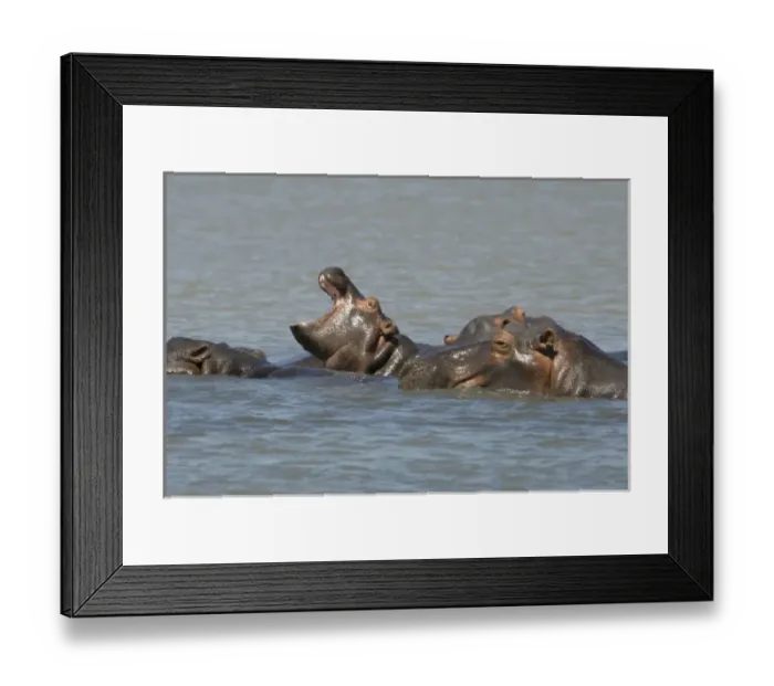 Framed Print : Africa, South Africa, KwaZulu Natal, Greater St Lucia Wetland Park, iSimangaliso Wetlands Park Framed Print : Africa, South Africa, KwaZulu Natal, Greater St Lucia Wetland Park, iSimangaliso Wetlands Park