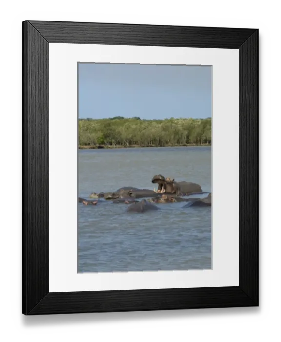 Framed Print : Africa, South Africa, KwaZulu Natal, Greater St Lucia Wetland Park, iSimangaliso Wetlands Park Framed Print : Africa, South Africa, KwaZulu Natal, Greater St Lucia Wetland Park, iSimangaliso Wetlands Park
