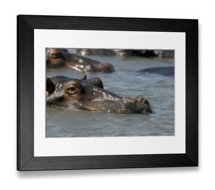 Framed Print : Africa, South Africa, KwaZulu Natal, Greater St Lucia Wetland Park, iSimangaliso Wetlands Park Framed Print : Africa, South Africa, KwaZulu Natal, Greater St Lucia Wetland Park, iSimangaliso Wetlands Park