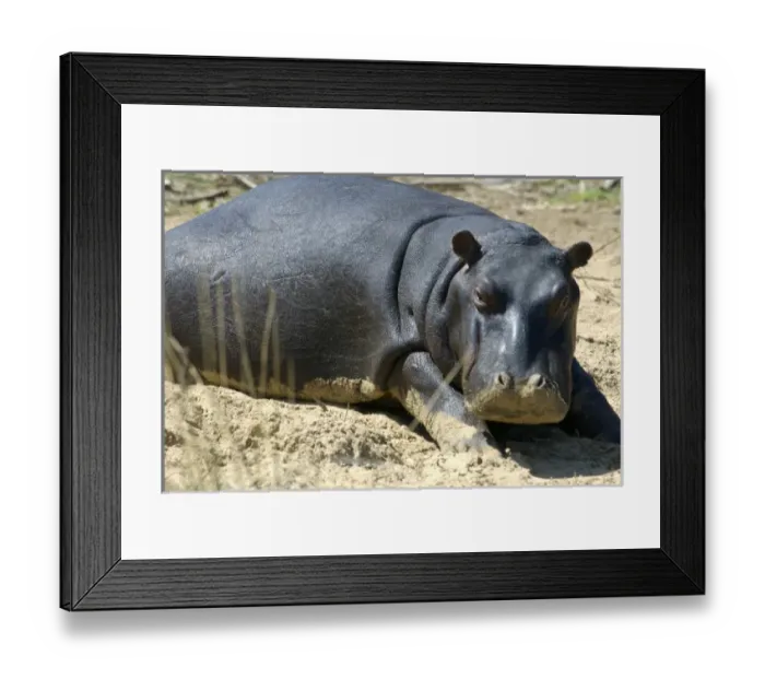 Framed Print : Africa, South Africa, KwaZulu Natal, Greater St Lucia Wetland Park, iSimangaliso Wetlands Park Framed Print : Africa, South Africa, KwaZulu Natal, Greater St Lucia Wetland Park, iSimangaliso Wetlands Park