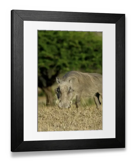 Framed Print : Africa, South Africa Framed Print : Africa, South Africa