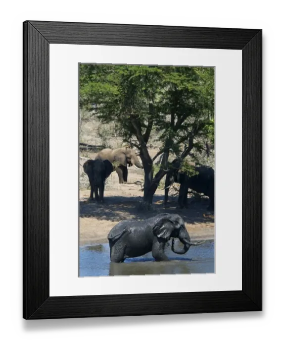 Framed Print : Africa, South Africa, KwaZulu Natal, Westville, elephants in Tembe Elephant Park Framed Print : Africa, South Africa, KwaZulu Natal, Westville, elephants in Tembe Elephant Park