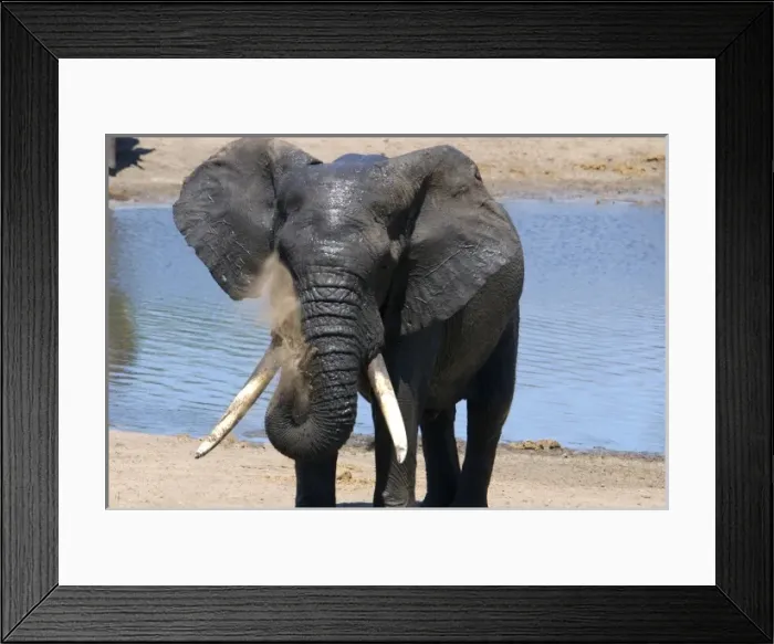 Framed Print : Africa, South Africa, KwaZulu Natal, Westville, elephant in Tembe Elephant Park Framed Print : Africa, South Africa, KwaZulu Natal, Westville, elephant in Tembe Elephant Park