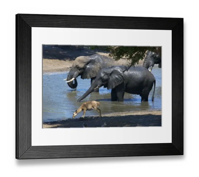 Framed Print : Africa, South Africa, KwaZulu Natal, Westville, nyala and elephant in Tembe Elephant Park Framed Print : Africa, South Africa, KwaZulu Natal, Westville, nyala and elephant in Tembe Elephant Park