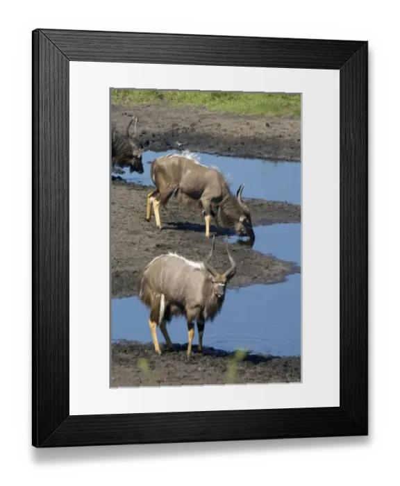 Framed Print : Africa, South Africa, KwaZulu Natal, Westville, nyala at waterhole in Tembe Elephant Park Framed Print : Africa, South Africa, KwaZulu Natal, Westville, nyala at waterhole in Tembe Elephant Park