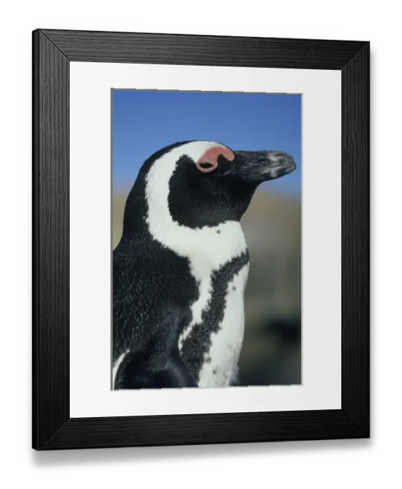 Framed Print : African Penguin, (Spheniscus demersus), wild, Cape Peninsula, South Africa Framed Print : African Penguin, (Spheniscus demersus), wild, Cape Peninsula, South Africa