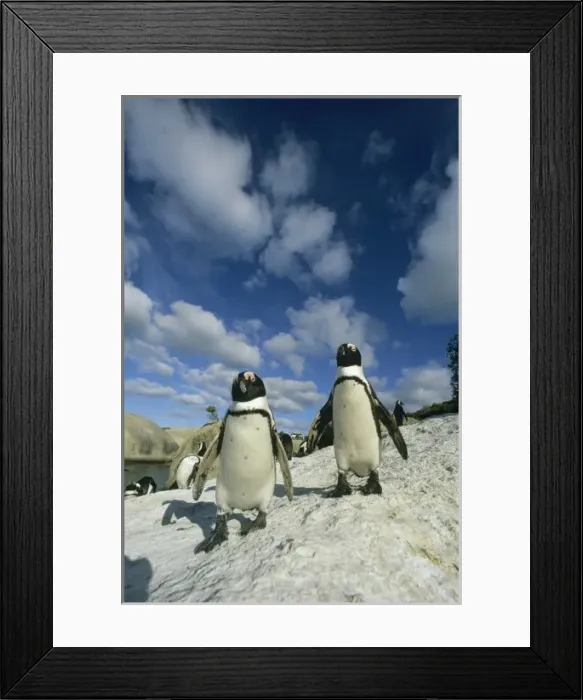 Framed Print : African Penguins, (Spheniscus demersus), colony, Cape Peninsula, South Africa