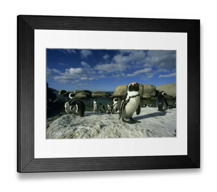 Framed Print : African Penguins, (Spheniscus demersus), wild, Cape Peninsula, South Africa