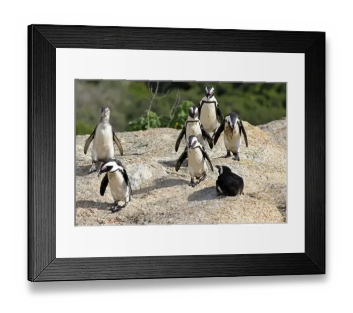 Framed Print : Africa, South Africa Framed Print : Africa, South Africa