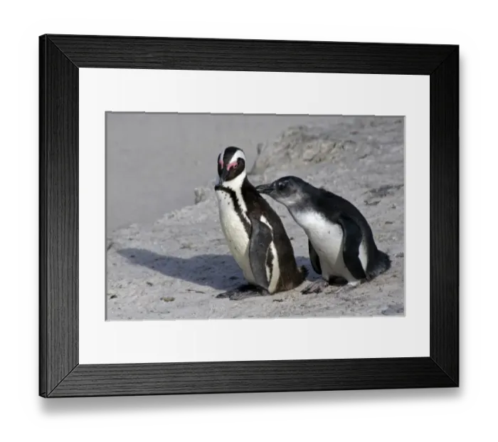 Framed Print : Africa, South Africa, Simons Town, Boulders Beach. African Penguin colony at Boulders