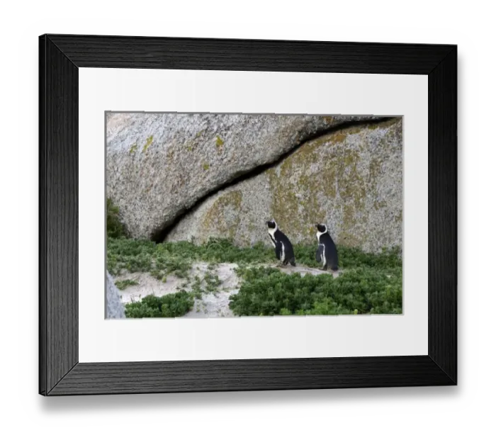 Framed Print : Africa, South Africa Framed Print : Africa, South Africa