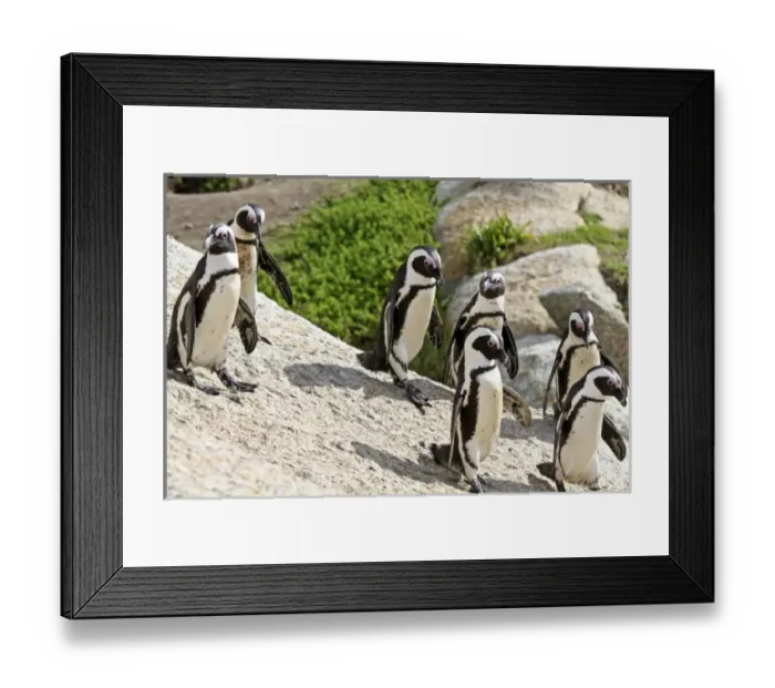 Framed Print : Africa, South Africa Framed Print : Africa, South Africa