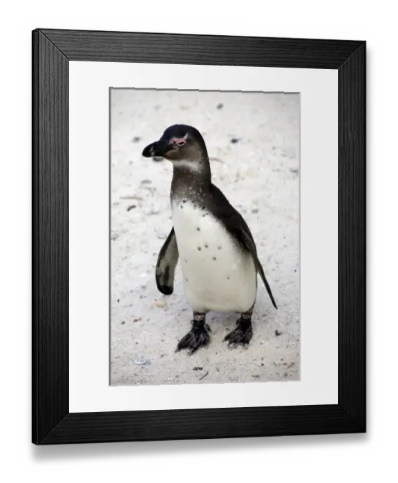Framed Print : Africa, South Africa, Simons Town, Boulders Beach. African Penguin colony at Boulders