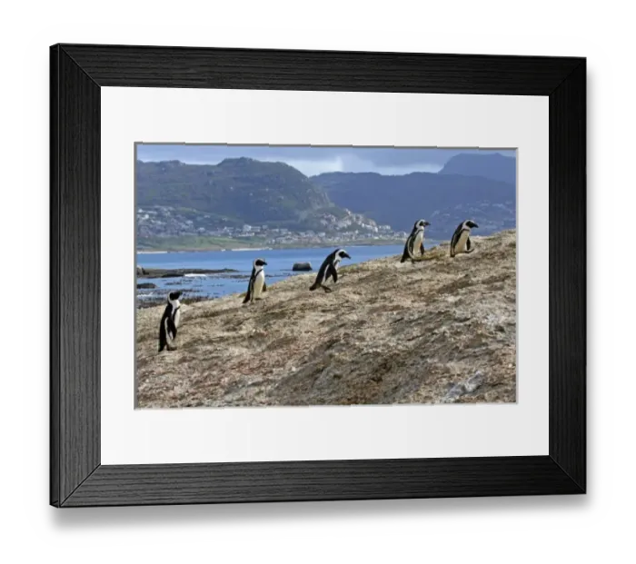 Framed Print : Africa, South Africa, Simons Town, Boulders Beach. African Penguin colony at Boulders Framed Print : Africa, South Africa, Simons Town, Boulders Beach. African Penguin colony at Boulders