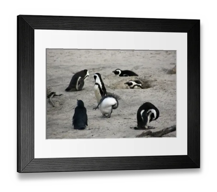 Framed Print : Africa, South Africa