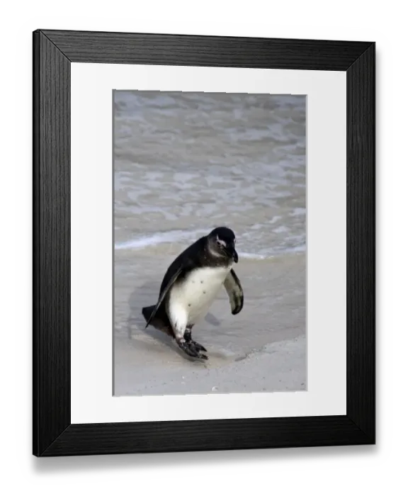 Framed Print : Africa, South Africa, Simons Town, Boulders Beach. African Penguin colony at Boulders Framed Print : Africa, South Africa, Simons Town, Boulders Beach. African Penguin colony at Boulders