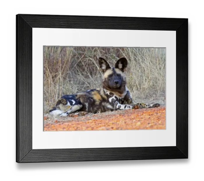 Framed Print : Africa, South Africa Framed Print : Africa, South Africa