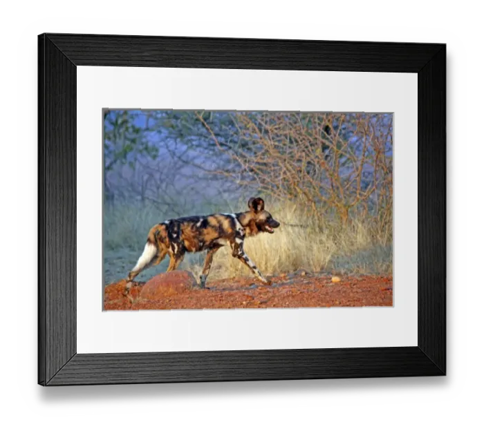 Framed Print : Africa, South Africa, Madikwe Private Game Reserve. The African Wild Dog, also known Framed Print : Africa, South Africa, Madikwe Private Game Reserve. The African Wild Dog, also known