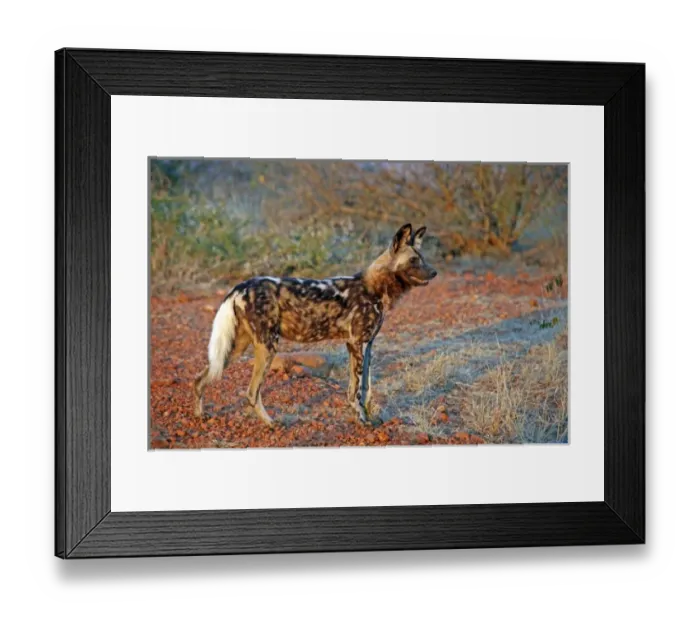 Framed Print : Africa, South Africa, Madikwe Private Game Reserve. The African Wild Dog, also known Framed Print : Africa, South Africa, Madikwe Private Game Reserve. The African Wild Dog, also known