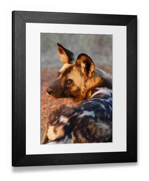 Framed Print : Africa, South Africa, Madikwe Private Game Reserve. The African Wild Dog, also known Framed Print : Africa, South Africa, Madikwe Private Game Reserve. The African Wild Dog, also known
