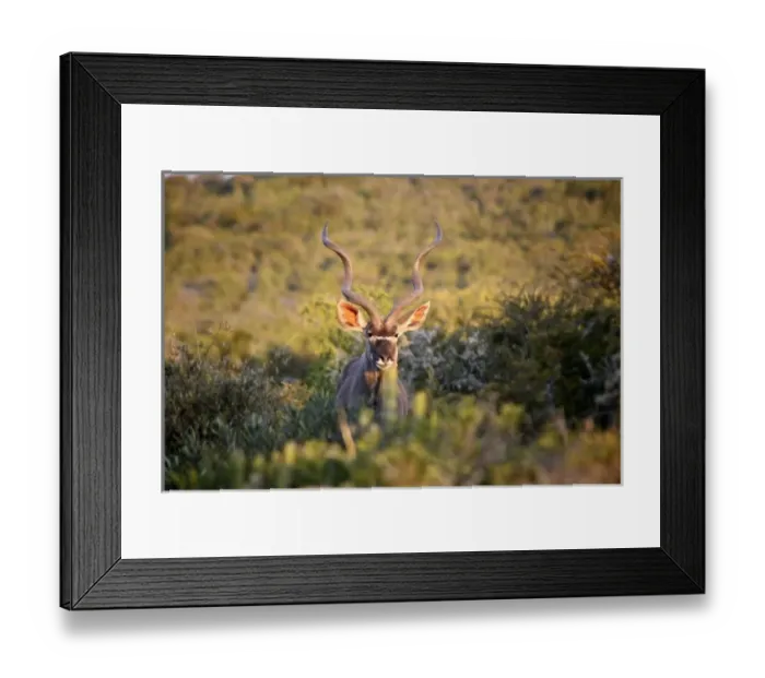 Framed Print : Africa, South Africa Framed Print : Africa, South Africa