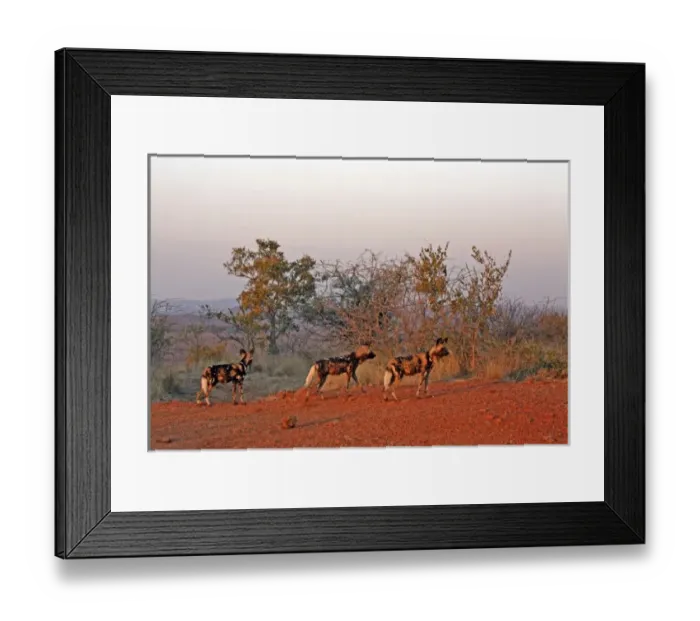 Framed Print : Africa, South Africa, Madikwe Private Game Reserve. The African Wild Dog, also known Framed Print : Africa, South Africa, Madikwe Private Game Reserve. The African Wild Dog, also known