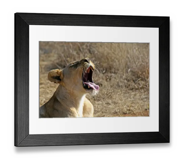 Framed Print : Africa, South Africa
