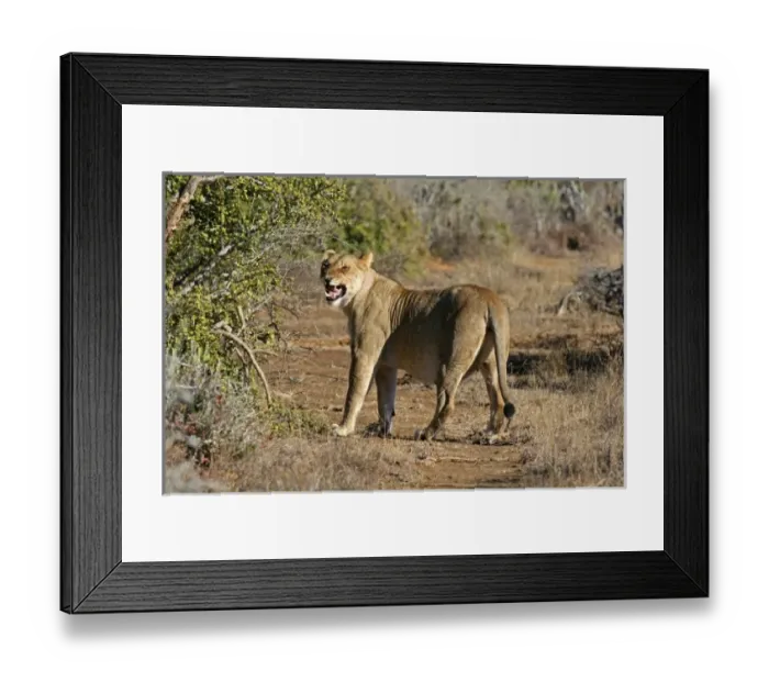 Framed Print : Africa, South Africa