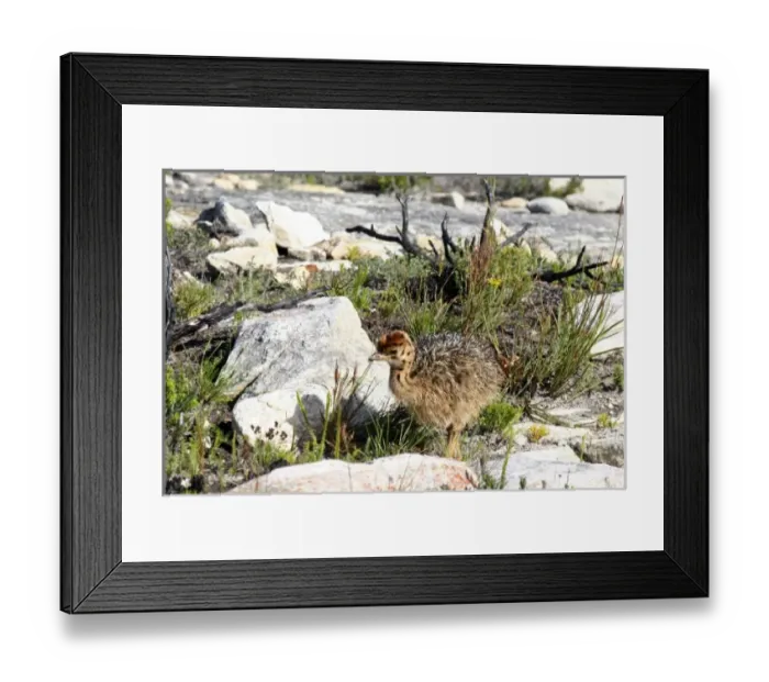 Framed Print : Africa, South Africa Framed Print : Africa, South Africa